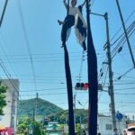 ◆石清尾市立祭 2025
